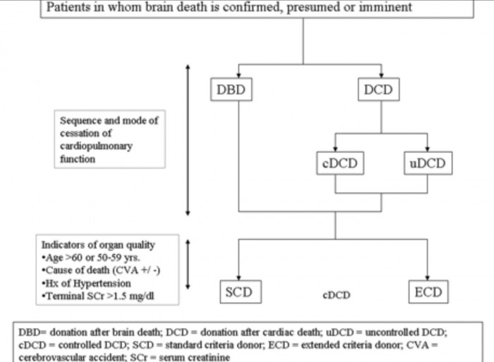 Classifications of Transplant kingdom.